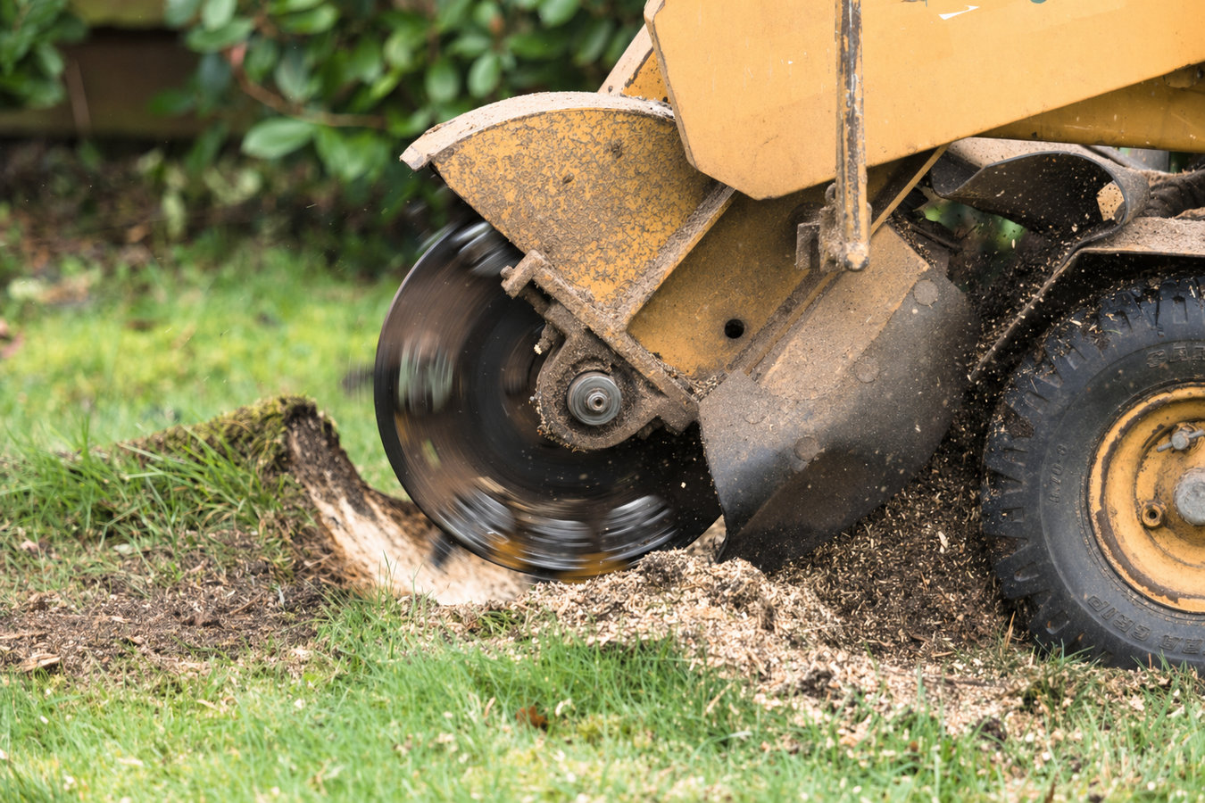 Stump removal in Hollister, CA