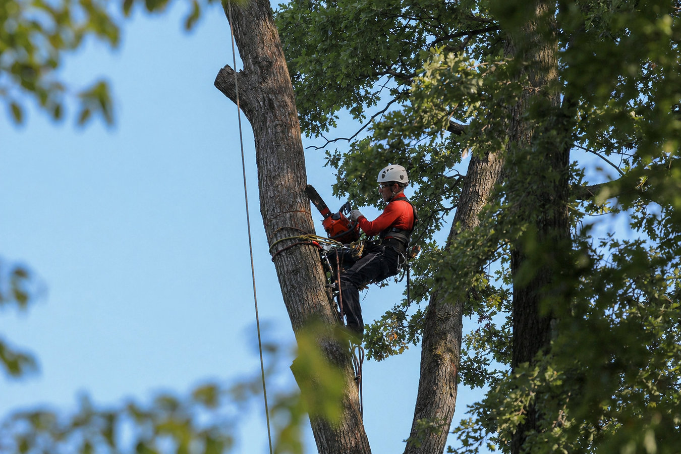 Tree removal in Hollister, CA